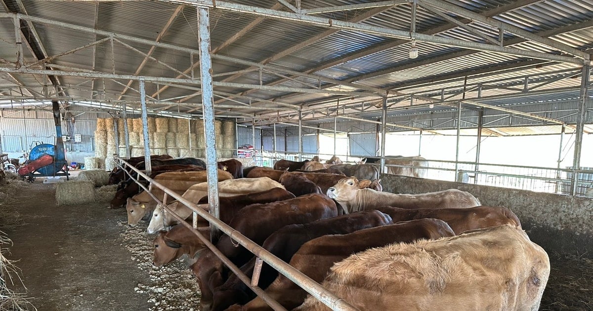 Livestock farming is gradually becoming a strength in the border district of Dak Nong.