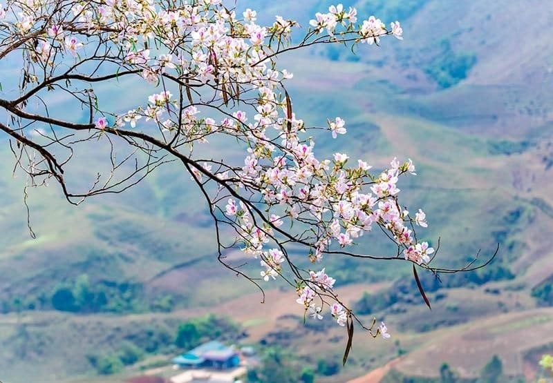 Lễ hội Hoa Ban năm 2025 và Ngày hội Văn hóa Thể thao và Du lịch các dân tộc tỉnh Điện Biên lần thứ VIII