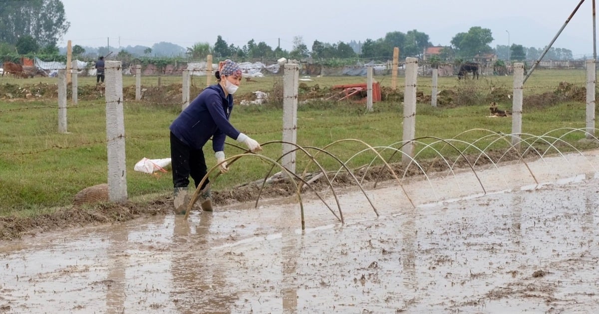 Hanoi's weather is gradually warming up, favorable for spring rice cultivation.