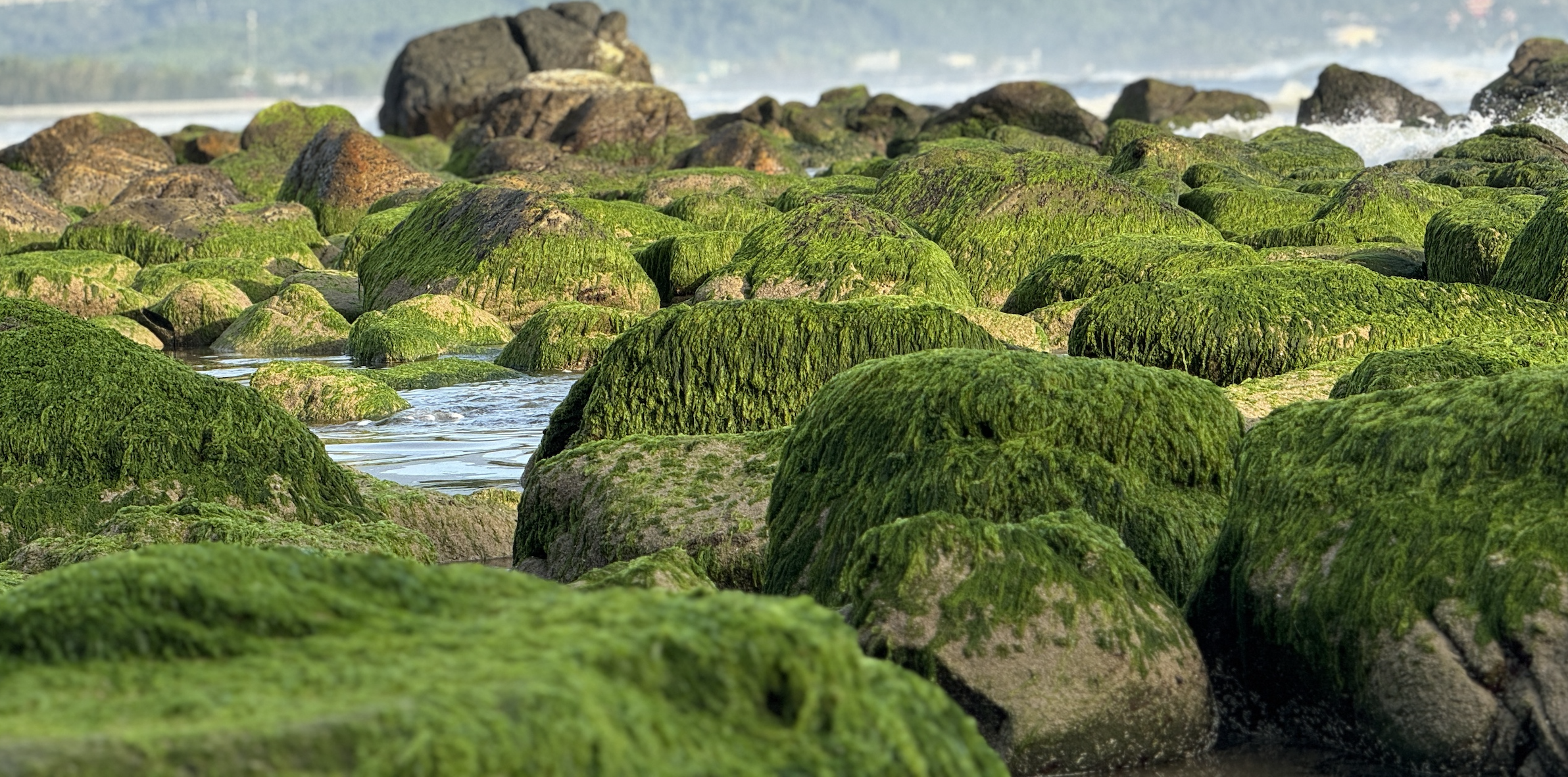 Come to Nam O to see moss and see seaweed raking.