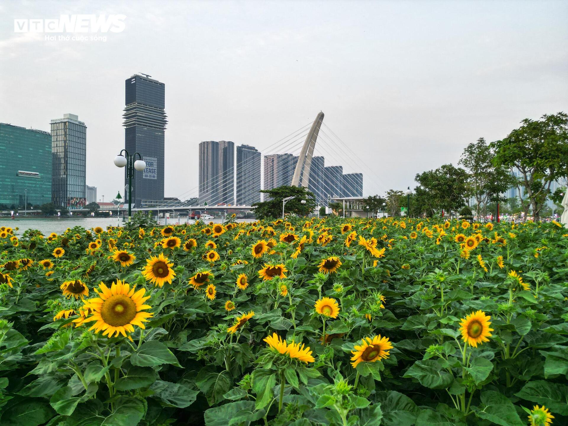 En busca de fotografías en el campo de girasoles con una "vista de un millón de dólares" en la ciudad de Ho Chi Minh