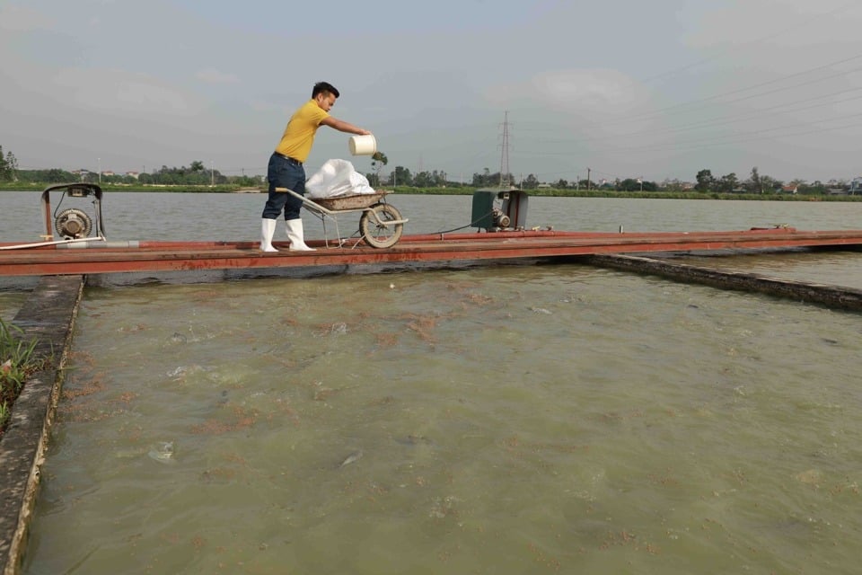 Aquakulturmodell der Dai Ang High-Tech Aquaculture Cooperative (Bezirk Thanh Tri). Foto: Lam Nguyen