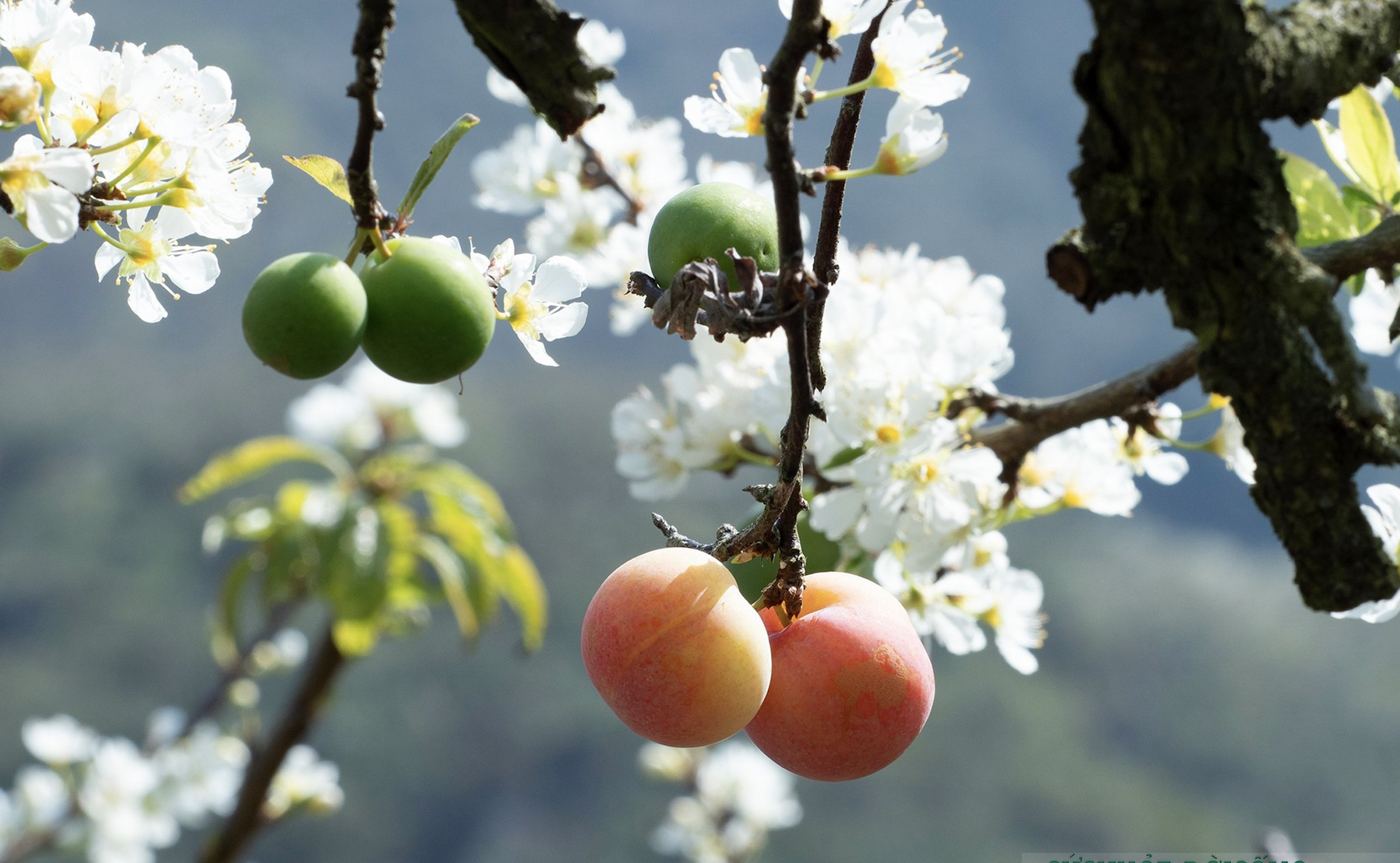 Pflaumenblüten blühen weiß in Moc Chau, die Menschen strömen nach Moc Chau, um sie zu bewundern