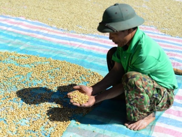 Die Kaffeepreisprognose für morgen, den 12. Februar 2025, wird einen neuen Höchststand erreichen