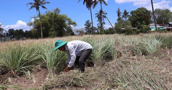 Trồng cây sả tốt um ngoài đồng mênh mông, dân một huyện của Tiền Giang hễ nhổ lên là bán hết veo