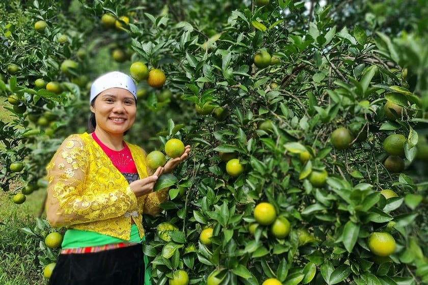 សមាជិកបក្សស្ត្រី Vu Thi Le Thuy - នាយកសហករណ៍កសិកម្ម 3T ទីក្រុង Cao Phong (ខេត្ត Hoa Binh) ណែនាំផលិតផលក្រូចដែលមានគុណភាពខ្ពស់សម្រាប់លក់ទៅកាន់ទីផ្សារ។ (រូបថតអត្ថបទ៖ Tran Le)