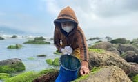 海に命を賭け、岩につかまって野菜を採って生計を立てる女性たち