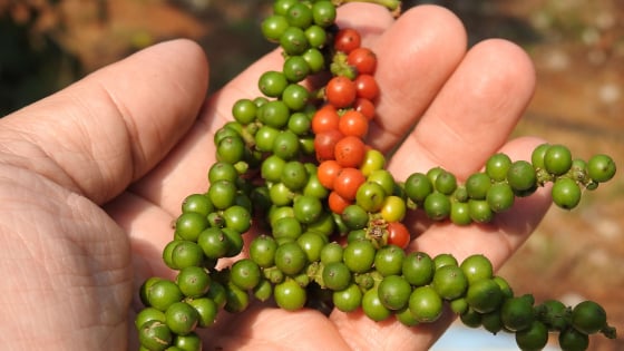 Opportunités de pénétrer le marché biologique nordique