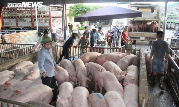 Why did the price of live pigs after Tet increase to the highest since 2023?