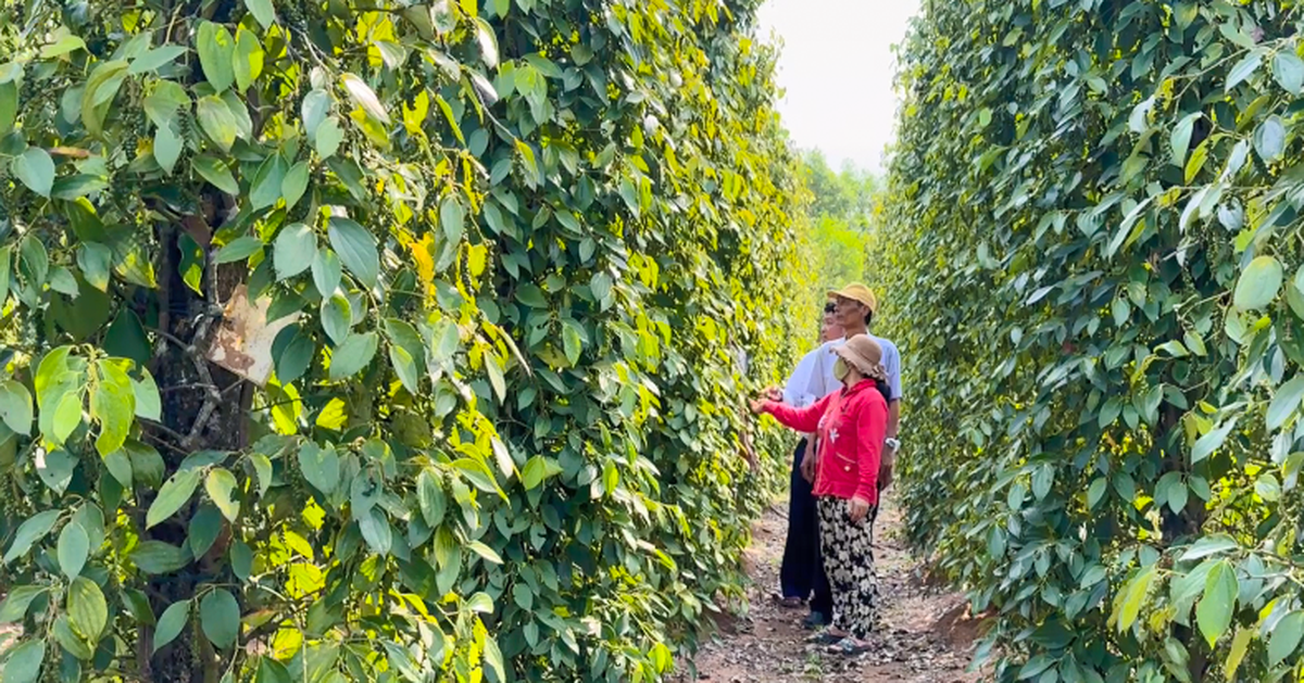 Los precios de la pimienta aumentan y los habitantes de Phu Quoc están entusiasmados por ampliar el área de plantación