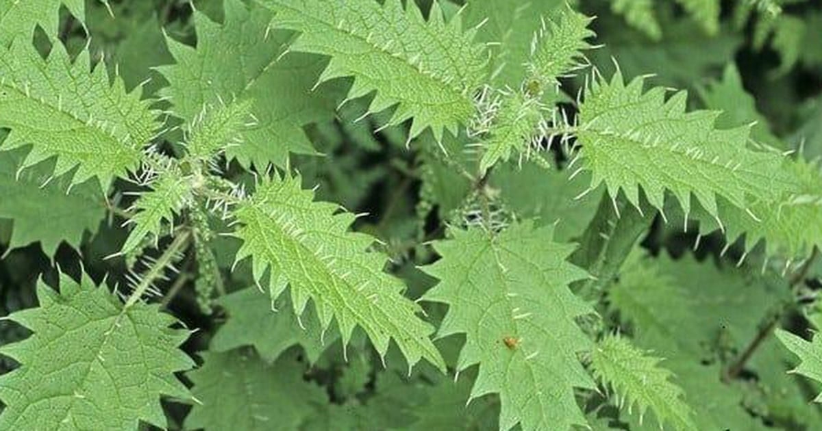 Unexpected health benefits of nettle