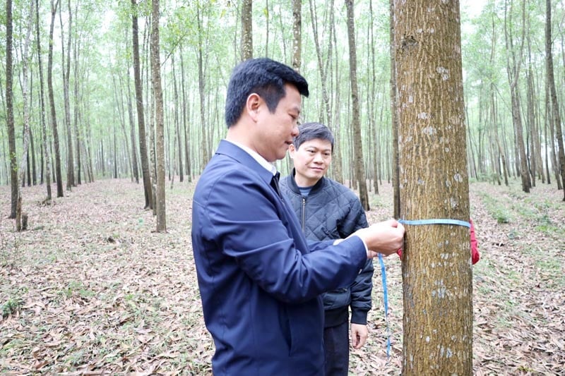 Le camarade Tran Quoc Tuan, membre du Comité provincial du Parti, directeur du Département de l'agriculture et du développement rural, a passé en revue le modèle de conversion de plantation d'acacias à grande échelle de la famille de M. Ho A Lai.