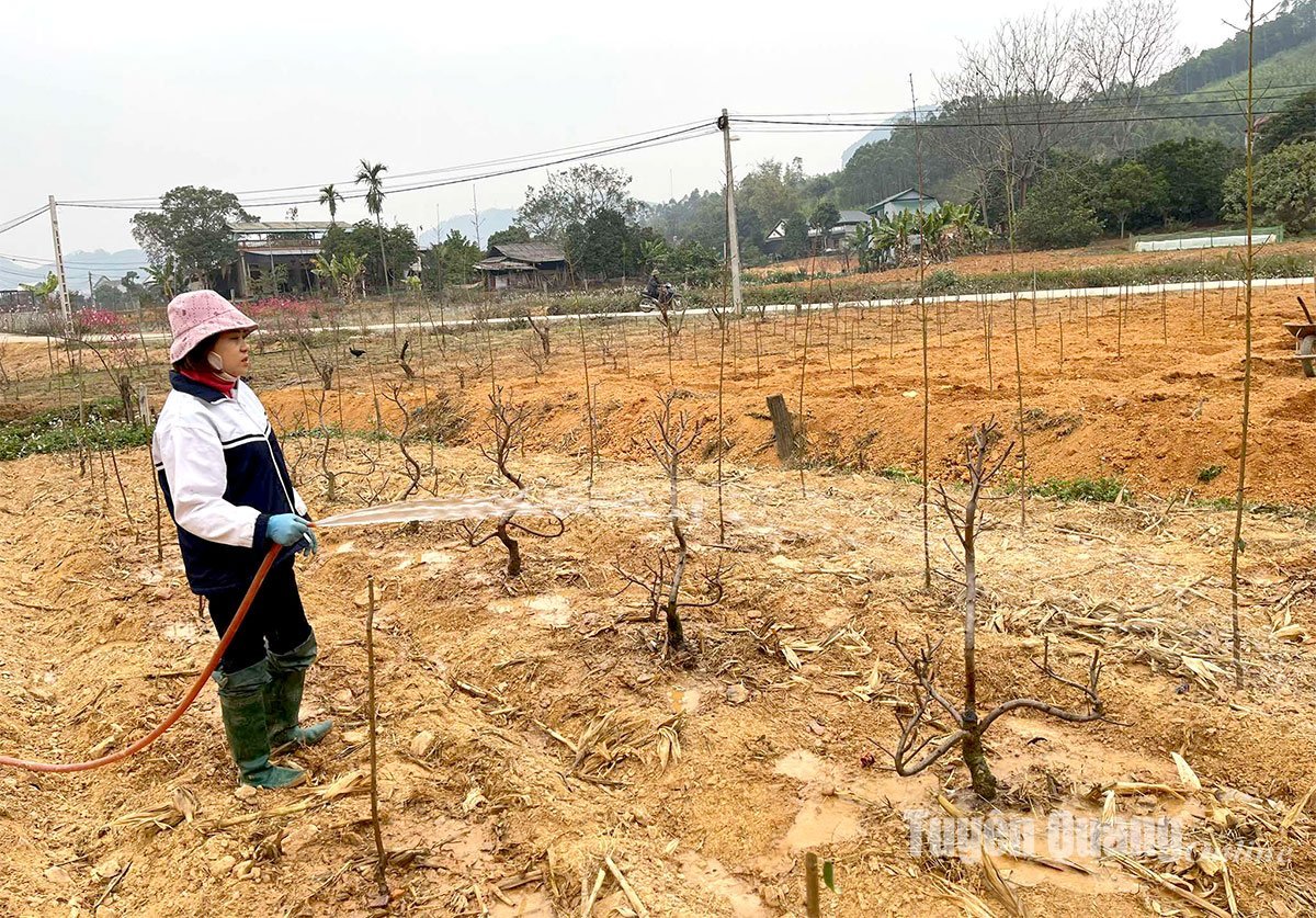 Los agricultores se dedican a "revivir" los melocotoneros después del Tet