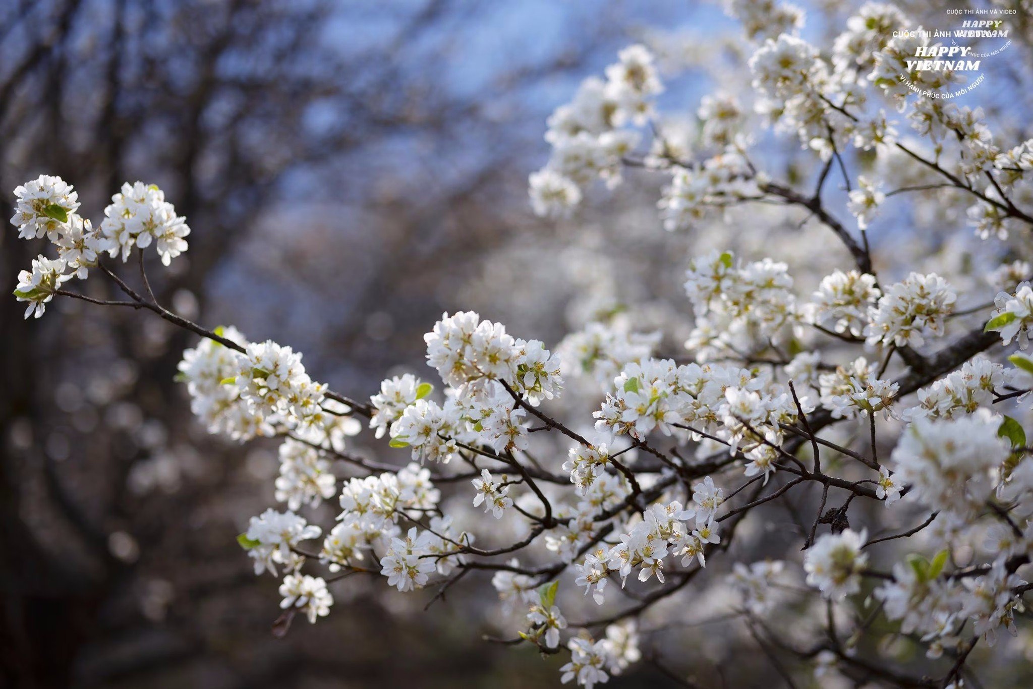 Moc Chau Homestay is fully booked, guests flock to 'hunt' for plum blossoms