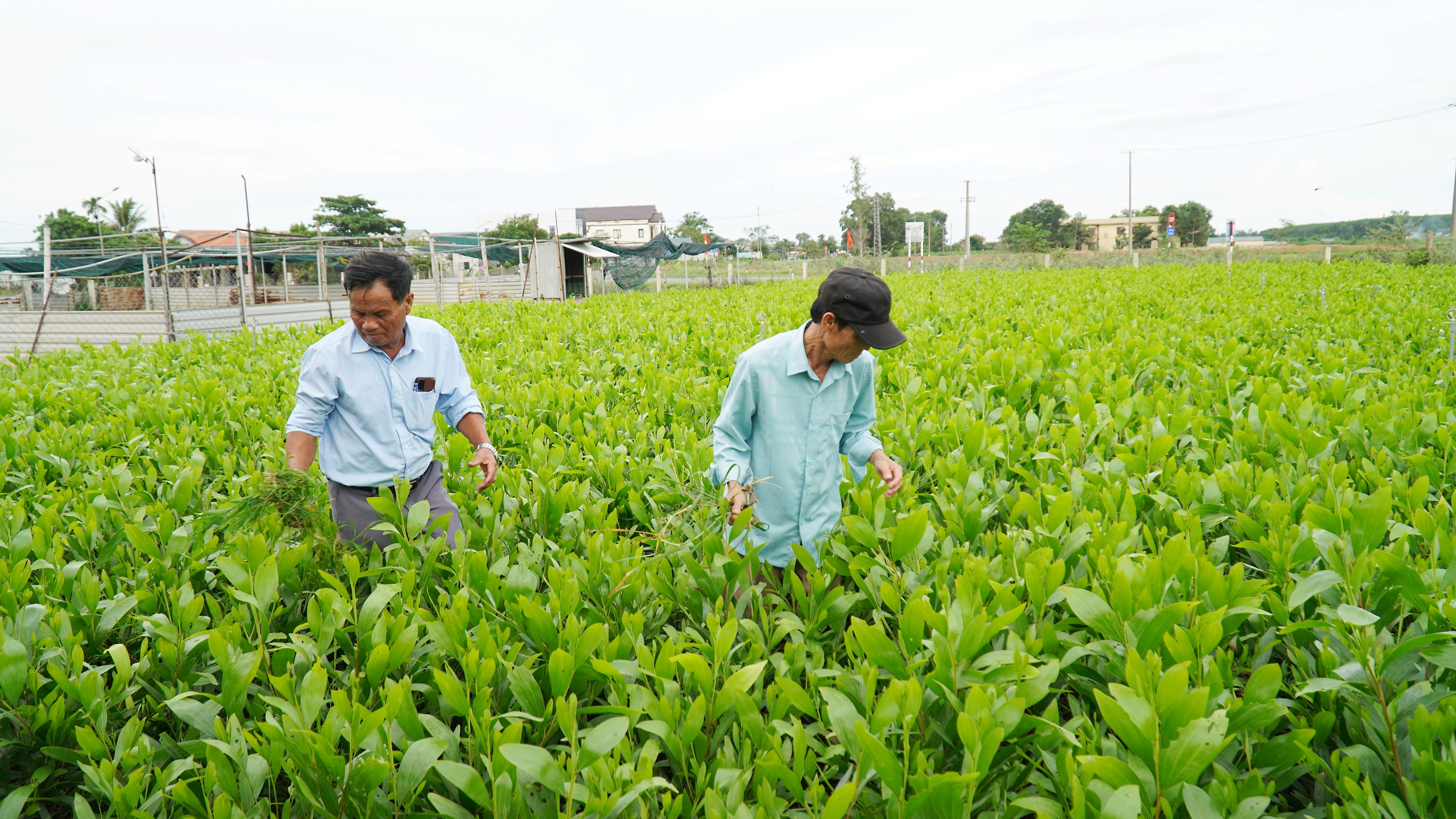 Cam Lo : 557 ménages agricoles participent à la plantation de forêts certifiées FSC