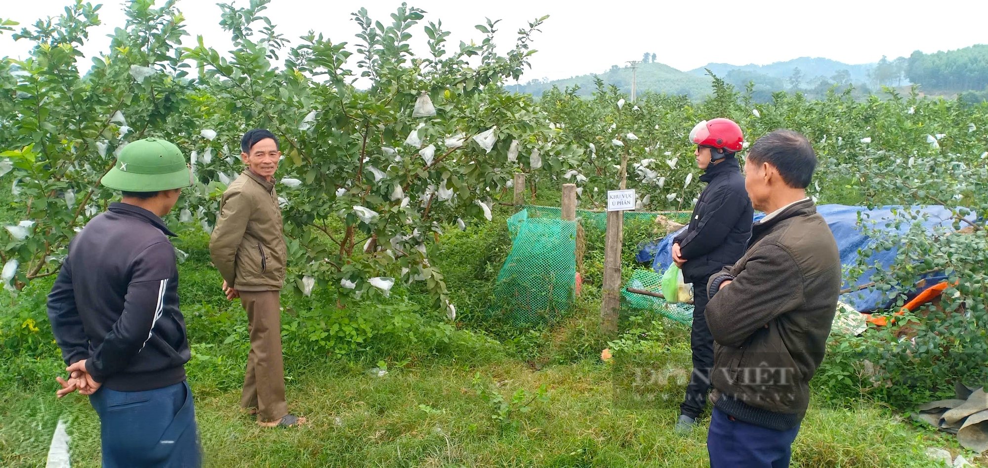 Nông dân Hà Tĩnh trồng giống ổi theo tiêu chuẩn VietGAP quả thơm ngon, được chứng nhận sản phẩm OCOP- Ảnh 1.