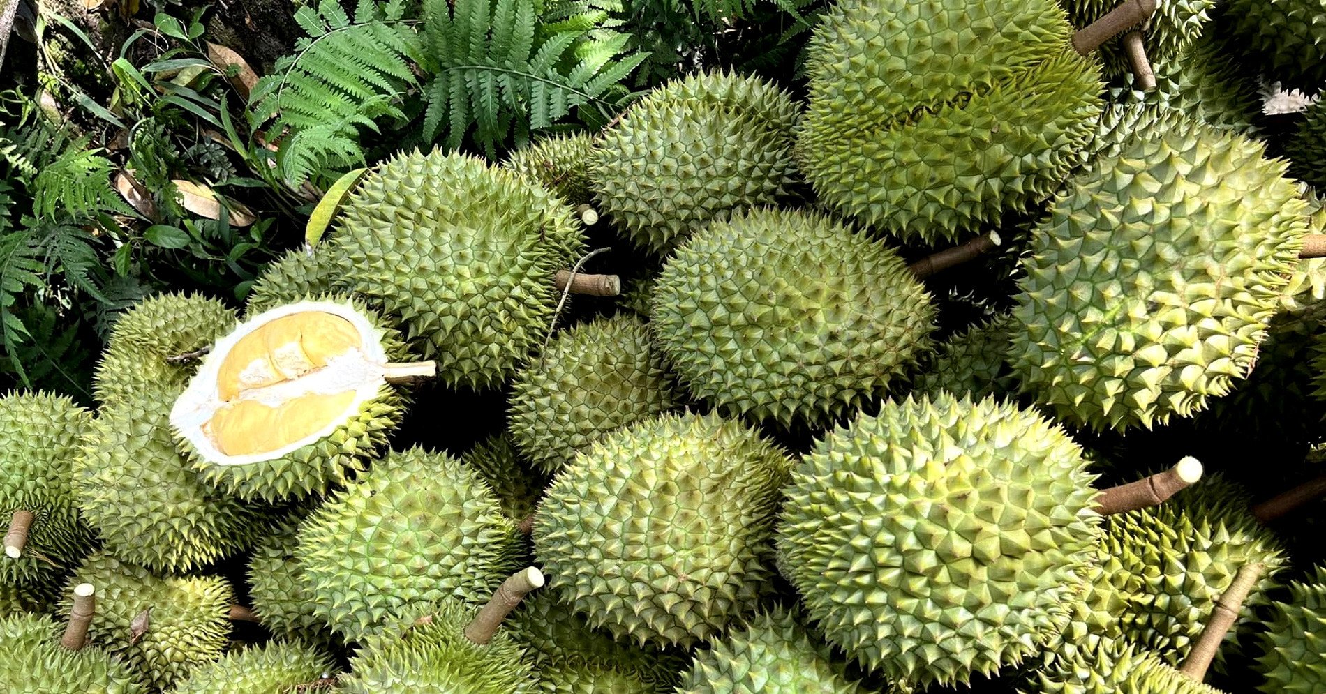 China gibt 7 Milliarden USD für den Kauf von Durian aus. Unternehmen, die „falsche Dinge“ tun, müssen dies sofort korrigieren.