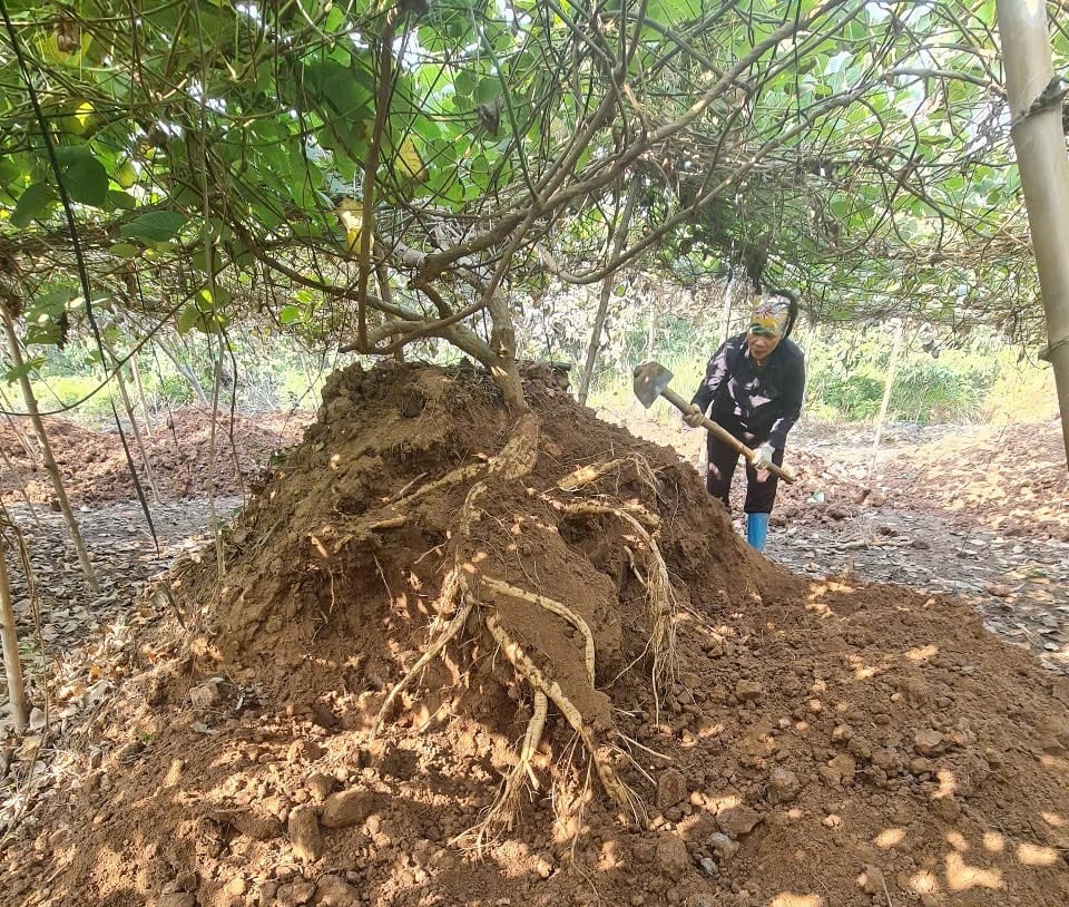 Cassava price in Thanh Lang commune (Thanh Ha) increased