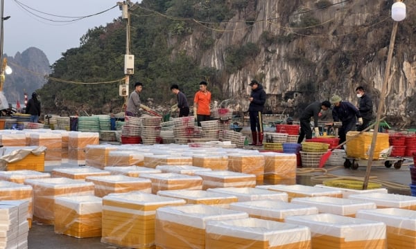 Les pêcheurs de Van Don partent en mer pour accueillir la « fortune de la mer » au début de l'année