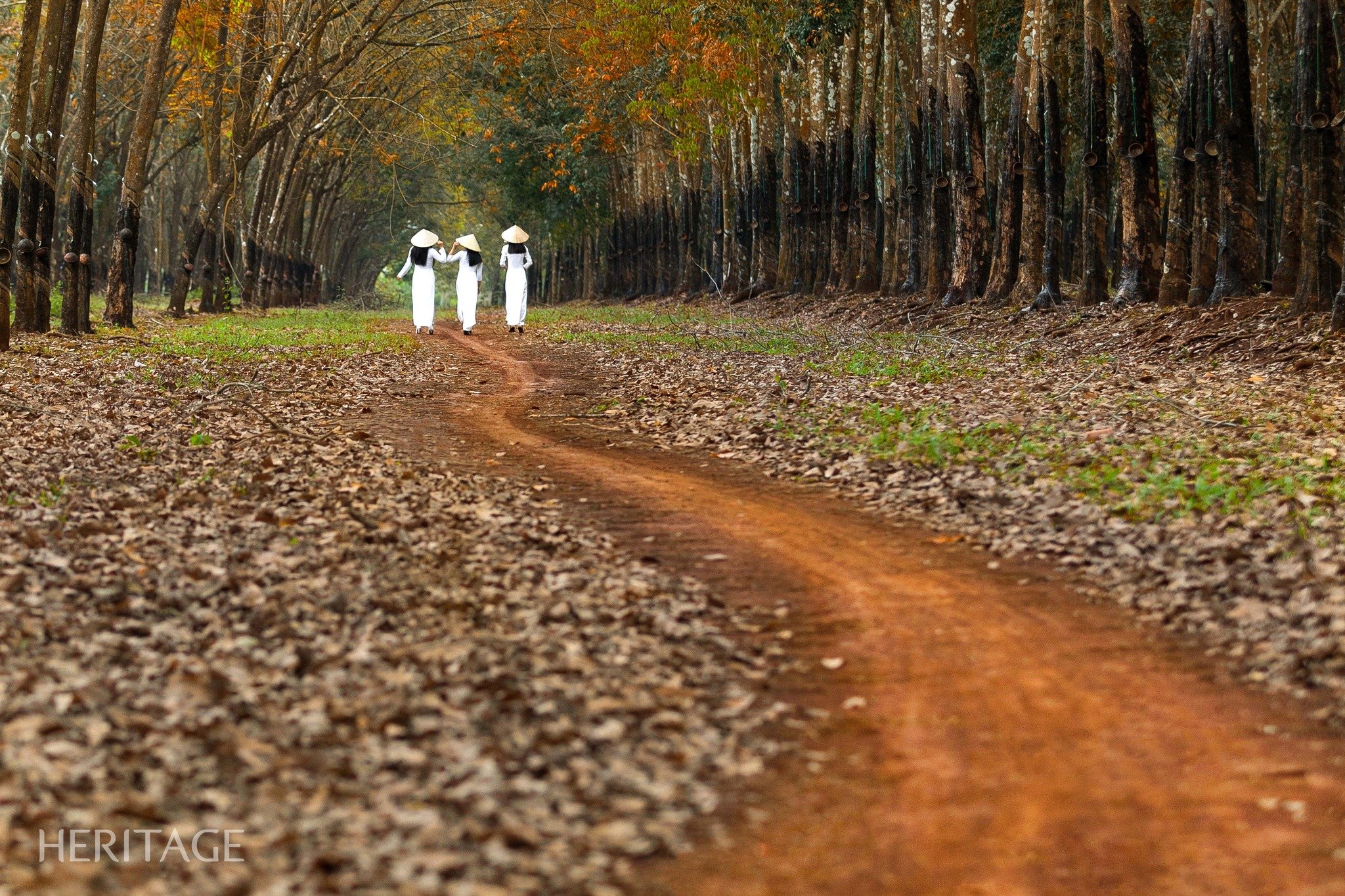 Quand les forêts d'hévéas changent de vêtements