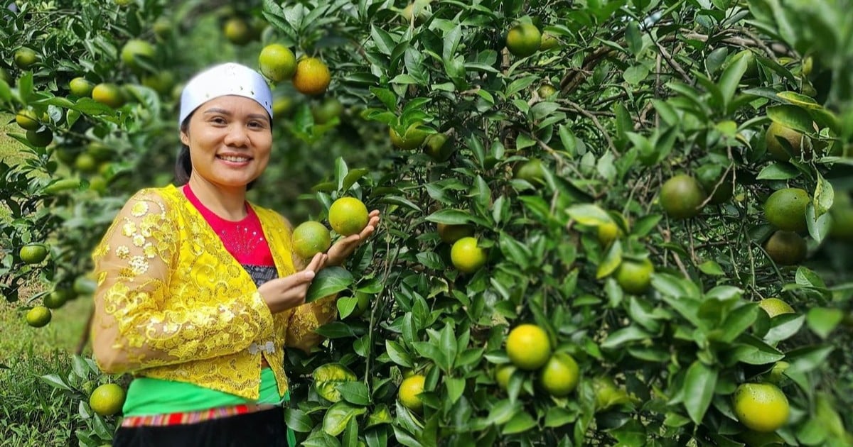 Policy capital helps many female party members in mountainous areas successfully develop family economy