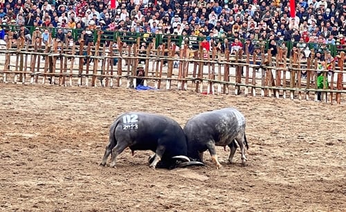 Bereit für das Hai Luu Buffalo Fighting Festival 2025