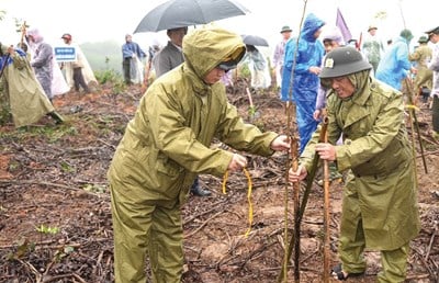 Para que la plantación de árboles tenga más significado