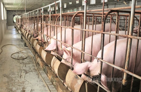 High price of live pigs is still within market rules