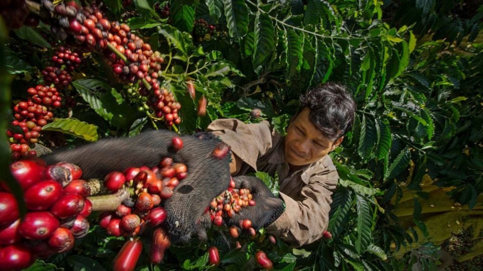 Prix ​​des produits agricoles au 10 février 2025 : poivre proche de 160 000 VND/kg, café stable