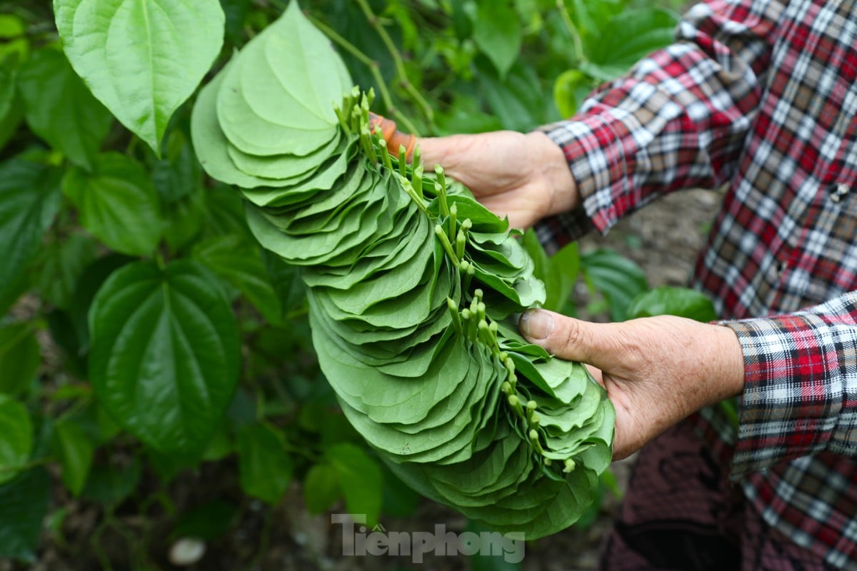 In the 'counting leaves to collect money' season, Nghe An farmers earn millions of dong every day