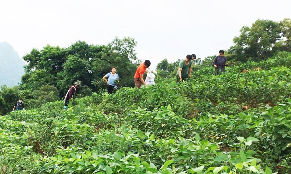 Quang Hoa aumenta el valor de los productos agrícolas