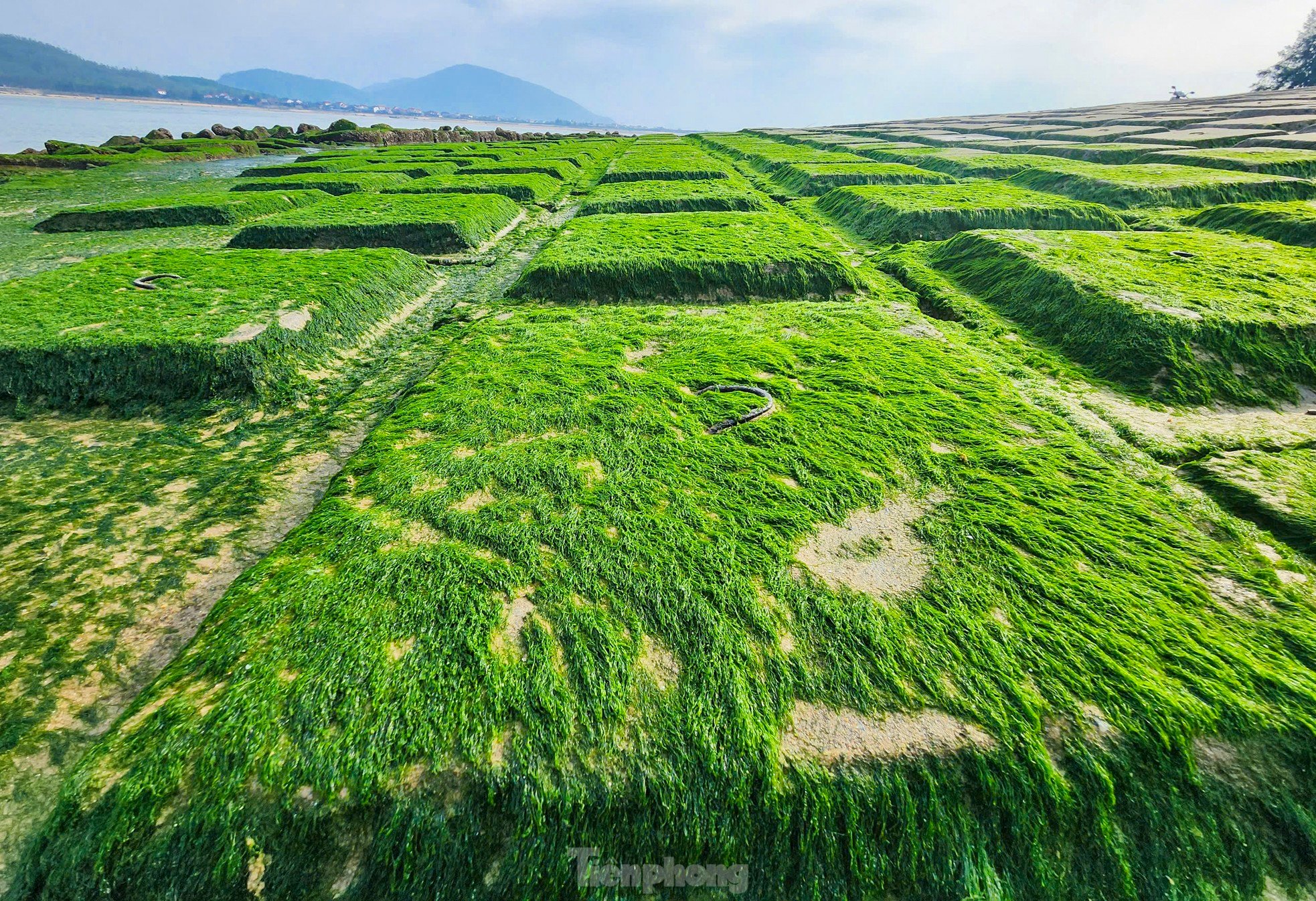 Fascinated by the lush green moss field that first appeared in the 'heavenly palace' of Ha Tinh photo 4