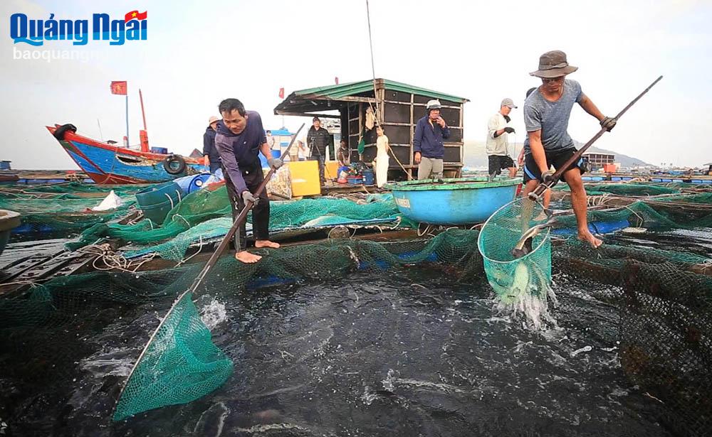 Nuôi thủy sản nước lợ, trên biển: Kỳ vọng vụ mới