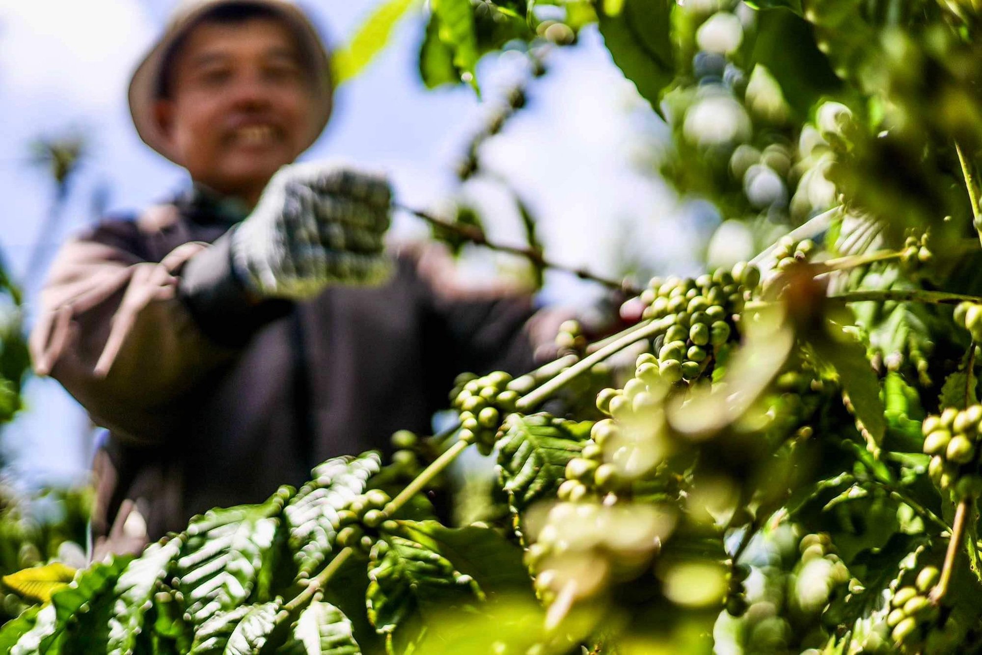 Giá cà phê tăng… 'hoảng loạn' - Ảnh 1.