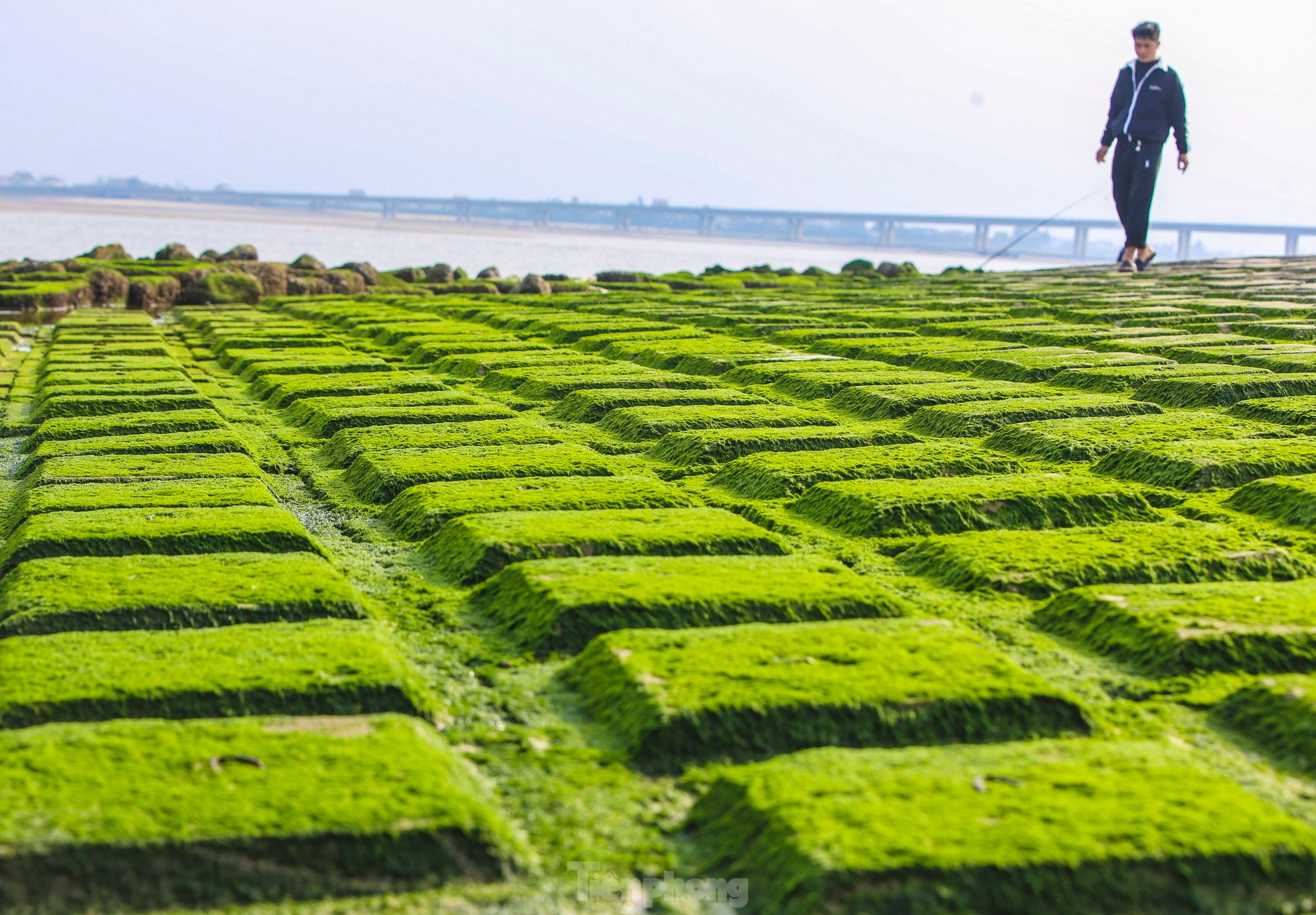 Fascinated by the lush green moss field that first appeared in the 'heavenly palace' of Ha Tinh photo 3