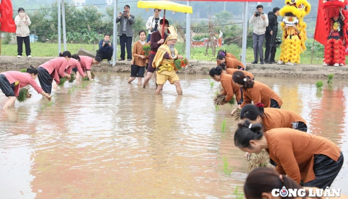 Visit Phu Tho to see the reenactment of the ancient story of King Hung teaching people to grow rice.