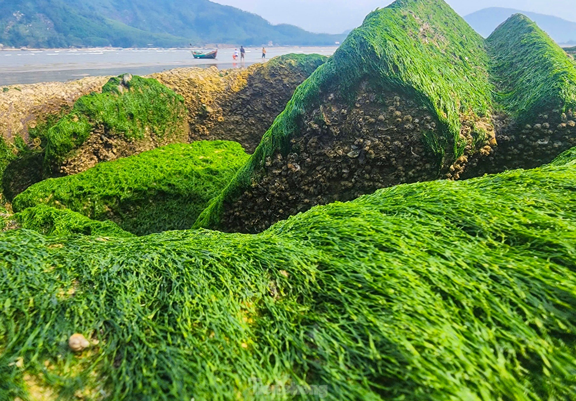 Fascinated by the lush green moss field that first appeared in the 'heavenly palace' of Ha Tinh photo 6