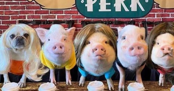 5 pigs causing a stir on American social networks thanks to their extremely funny expressions