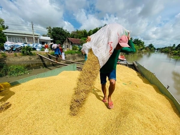 Rice exports and the story of market diversification