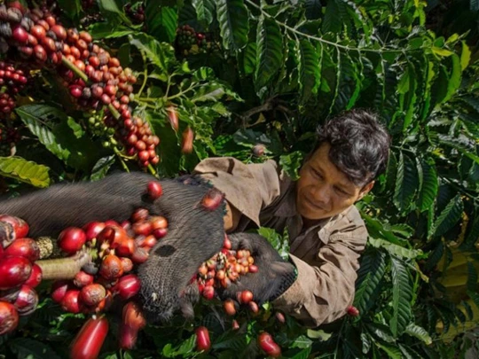 Preise für Agrarprodukte am 12. Februar 2025: Kaffee und Pfeffer legten beide stark zu