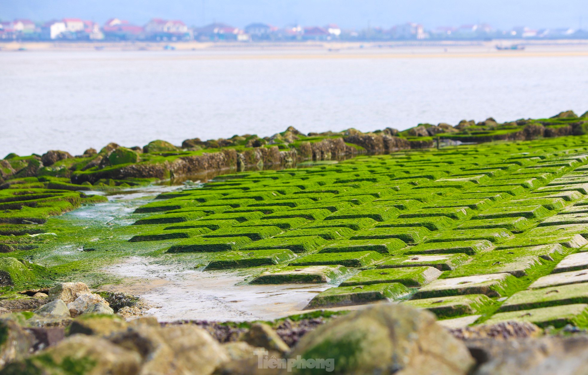 Fascinated by the lush green moss field that first appeared in the 'heavenly palace' of Ha Tinh photo 5