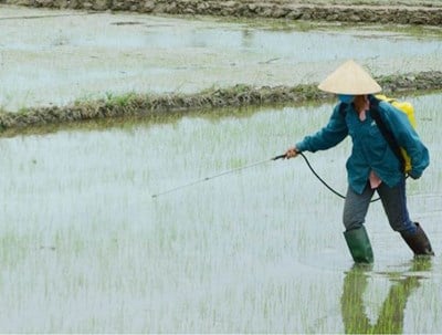 ឆ្លើយតបនឹងសត្វល្អិត និងជំងឺស្រូវបានត្រឹមត្រូវតាំងពីដើមរដូវ