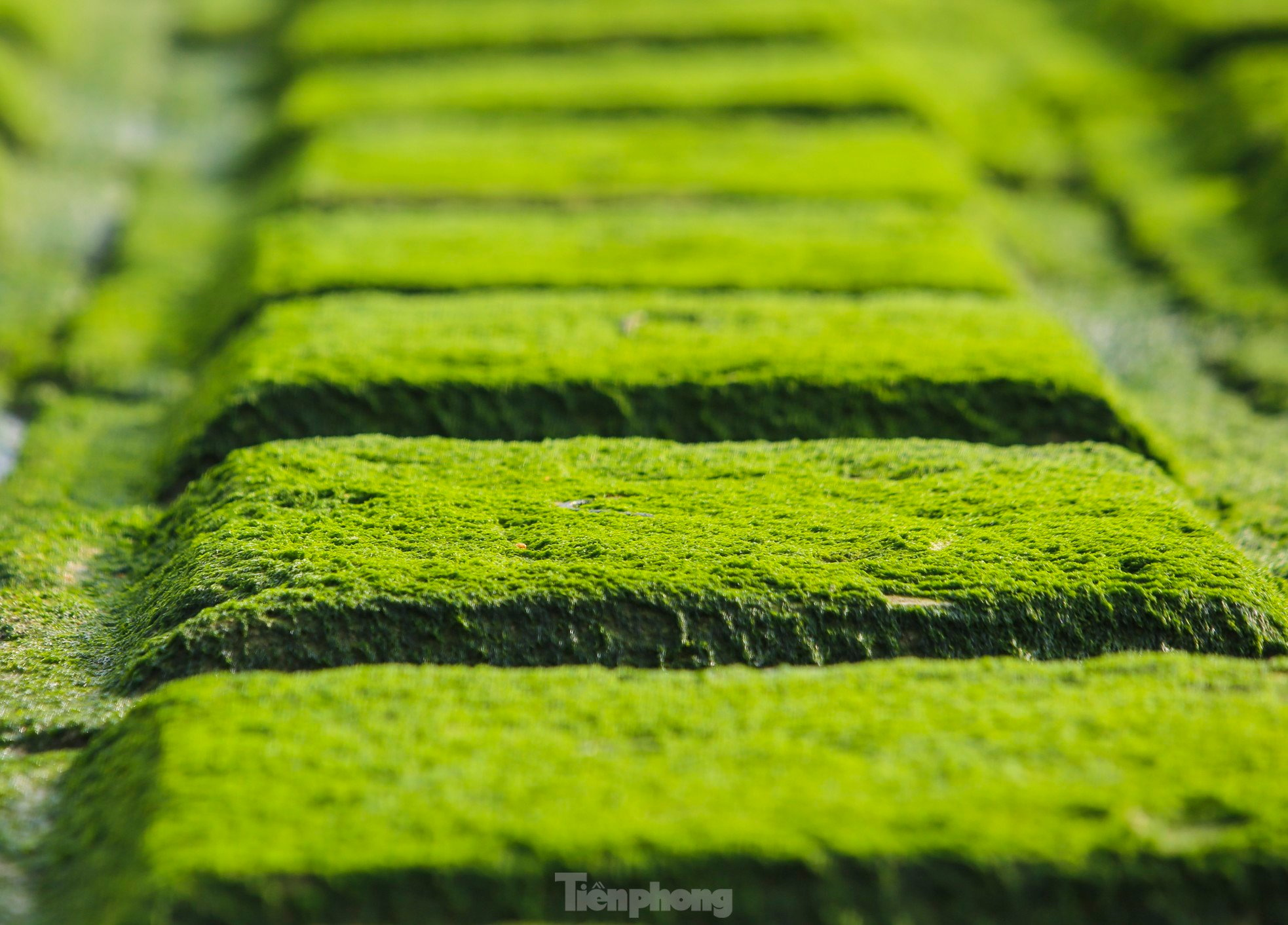 Fascinated by the lush green moss field that first appeared in the 'heavenly palace' of Ha Tinh photo 8