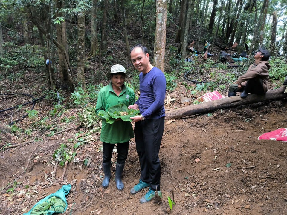 Giving Ngoc Linh ginseng seedlings to poor households to plant under the forest canopy.