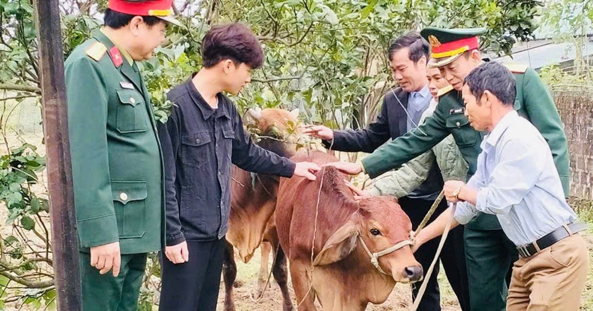 Donating breeding cows to the family of a young soldier in difficult circumstances