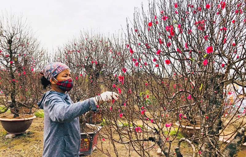  Nghề trồng hoa đào nhiều năm qua giúp người dân xã Vân Tảo có thu nhập cao, ổn định cuộc sống  