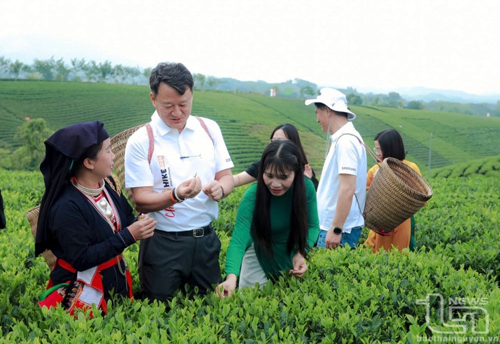 Enhancing the value of tea trees and tea culture: Requirements from practice