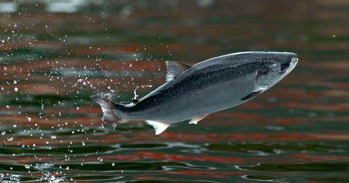 Big reward offered to catch 27,000 salmon that escaped from cages