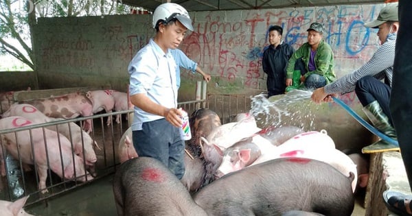 ราคาหมูมีชีวิตพุ่งขึ้นอย่างรวดเร็วเป็น 75,000 ดองต่อกิโลกรัม ส่งผลให้สินค้าขาดแคลน อธิบดีกรมปศุสัตว์กล่าวว่าอย่างไร?