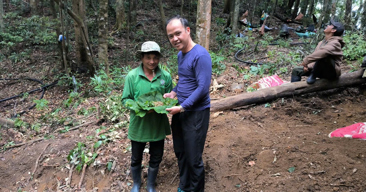 National target program to bring Ngoc Linh ginseng to the poor